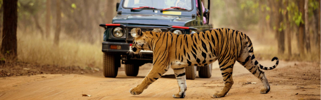Jim Corbett National Park